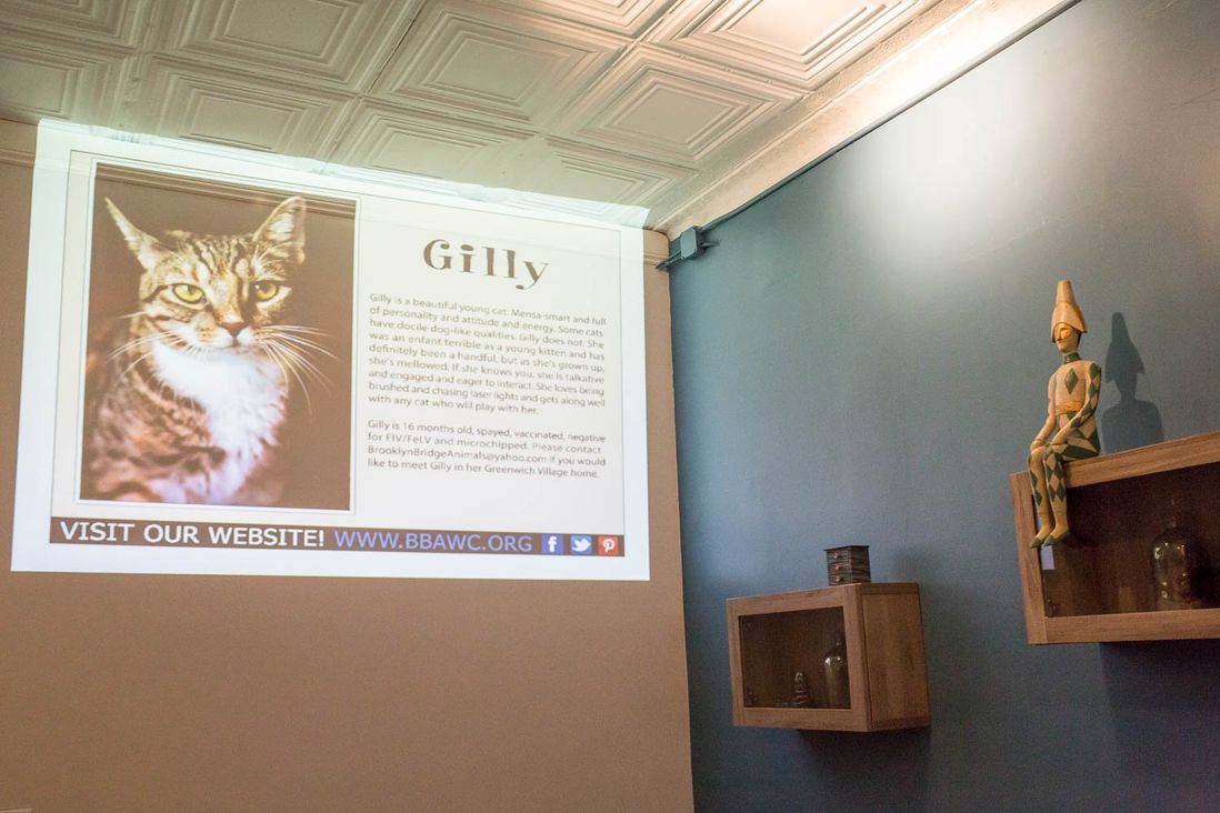 A slideshows gives backstory on the cats<br>
